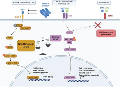 Frontiers | B Cell Dysregulation In Common Variable Immunodeficiency ...